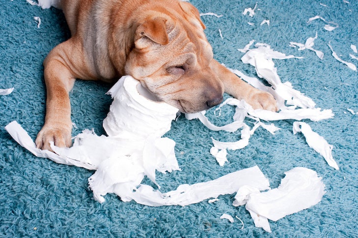 Why Do Dogs Eat Toilet Paper